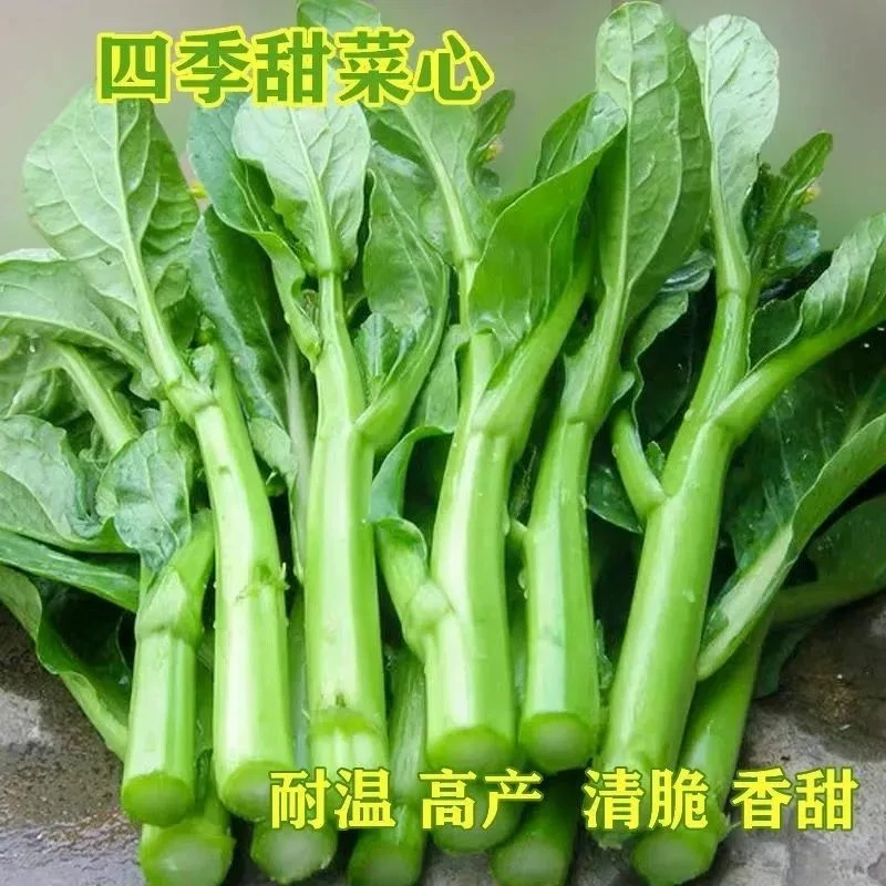 【全场满5元包邮】16 四九甜菜心种子