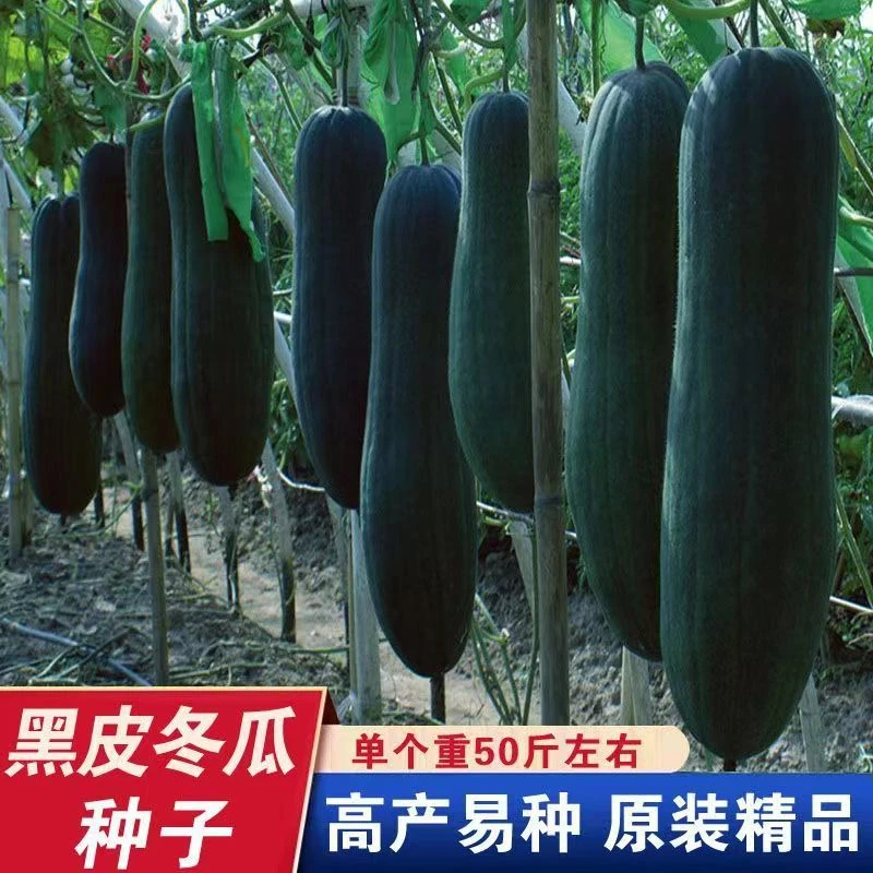 【全场满5元包邮】92 黑皮冬瓜种子