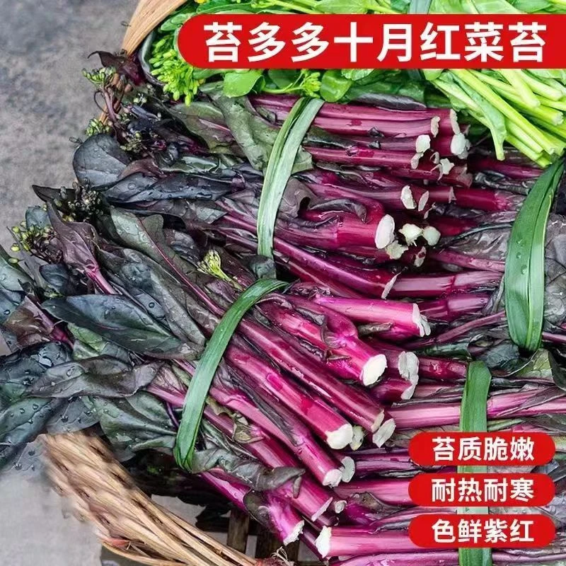 【全场满5元包邮】15 红菜苔种子
