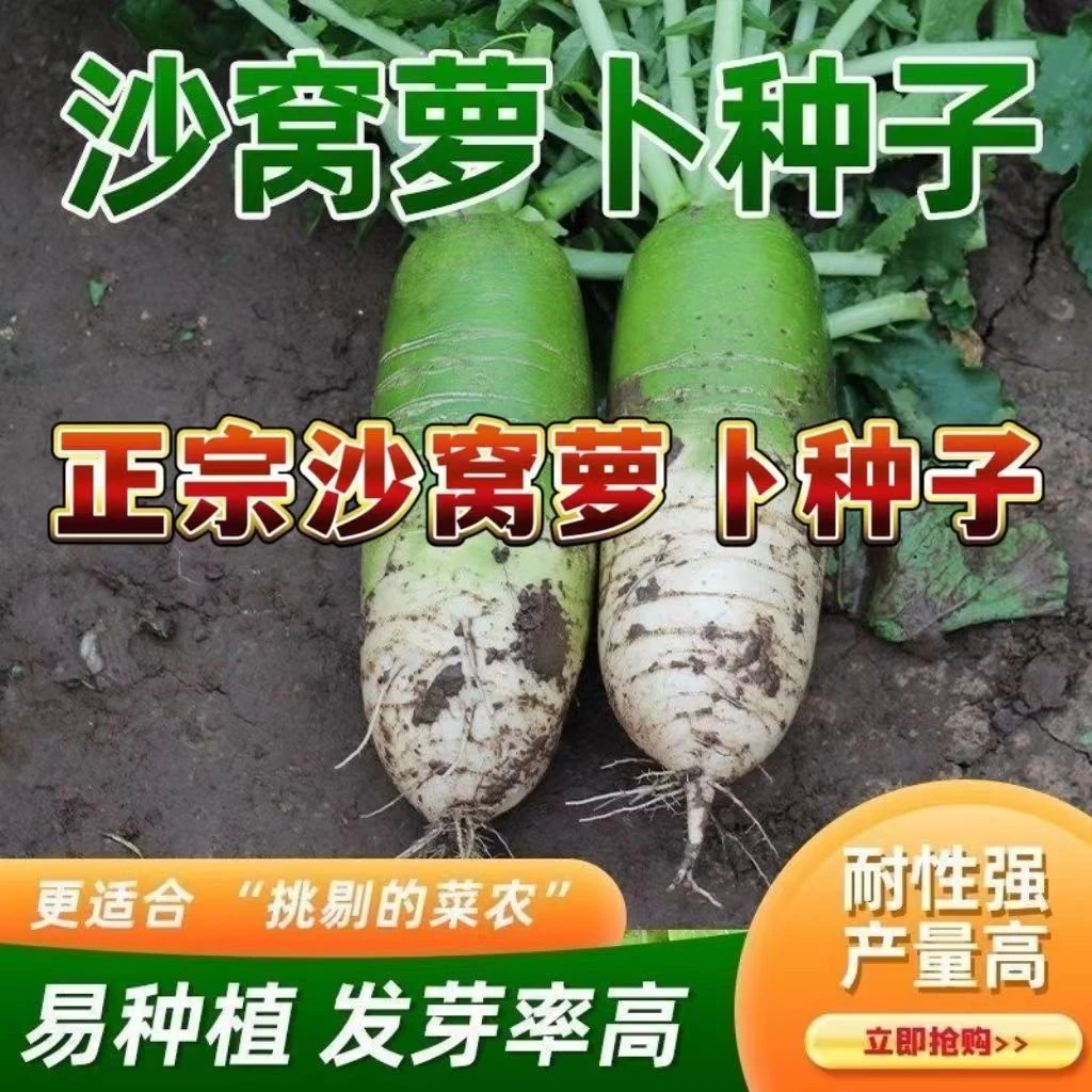 【全场满5元包邮】42 天津沙窝萝卜种子