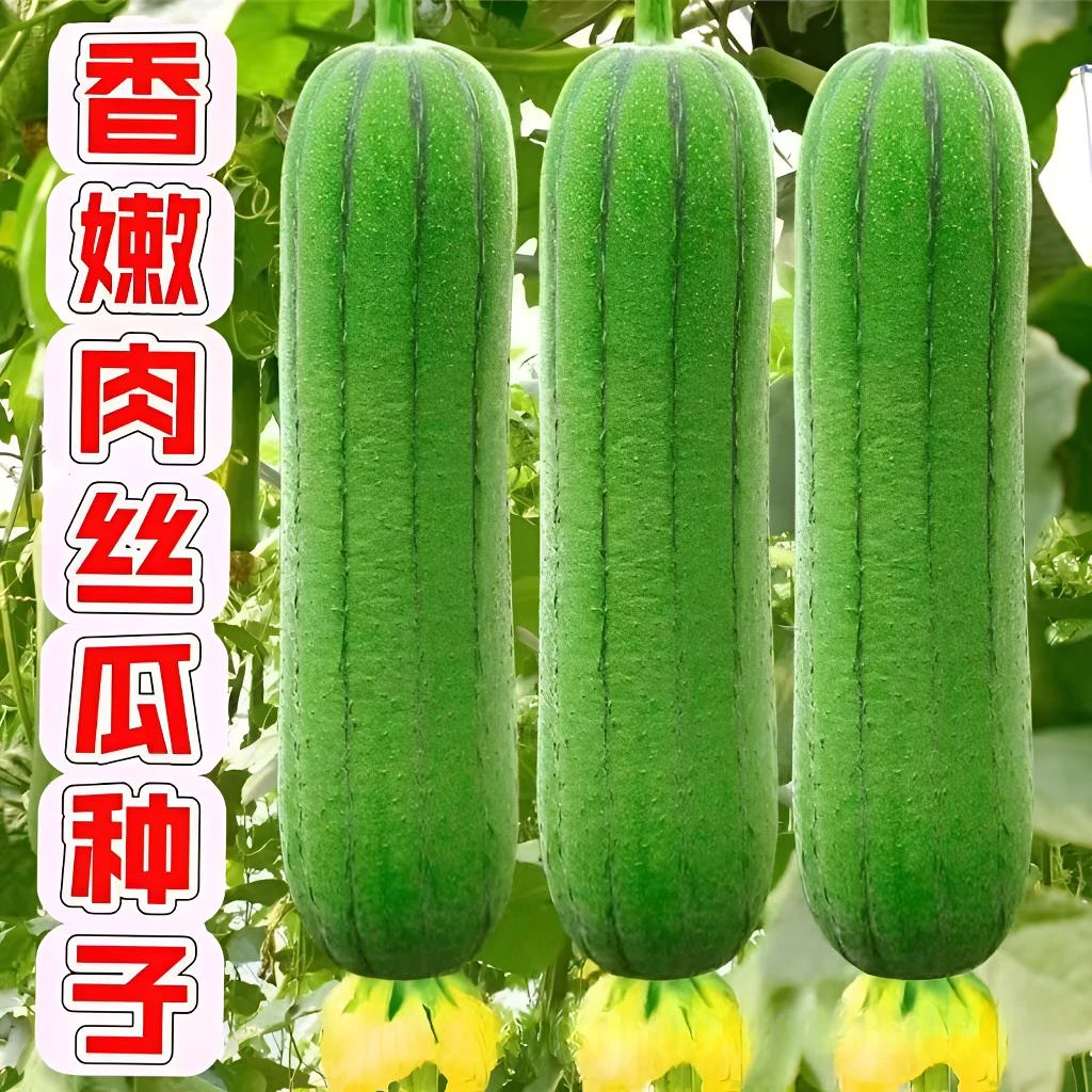 【全场满5元包邮】106 香嫩肉丝瓜种子