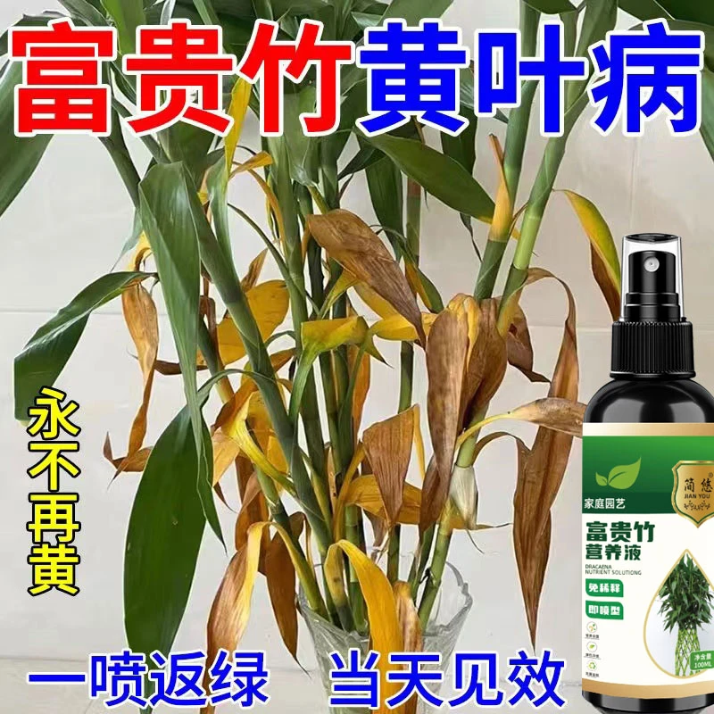 富贵竹营养液转运观音竹子水培专治急救园艺防烂根家用植物养花肥