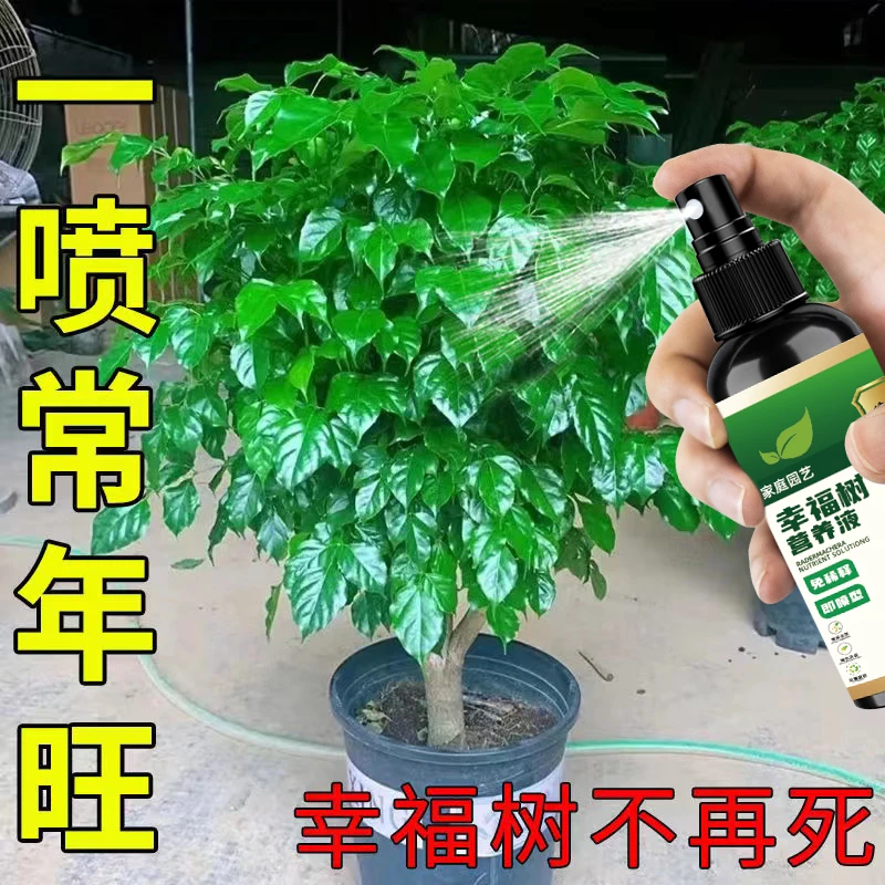 【幸福树专用】幸福树专用营养液预防黄叶掉叶修复病斑专用肥料枝叶
