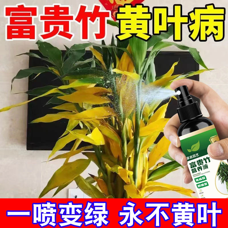 【黄叶克星】富贵竹营养液专治叶子发黄烂根一喷绿水培土培专用肥