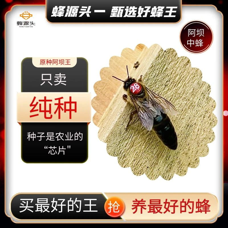 阿坝蜂王中蜂蜂王阿坝纯种蜂王阿坝处王阿坝中蜂蜂王活体蜂蚕宝