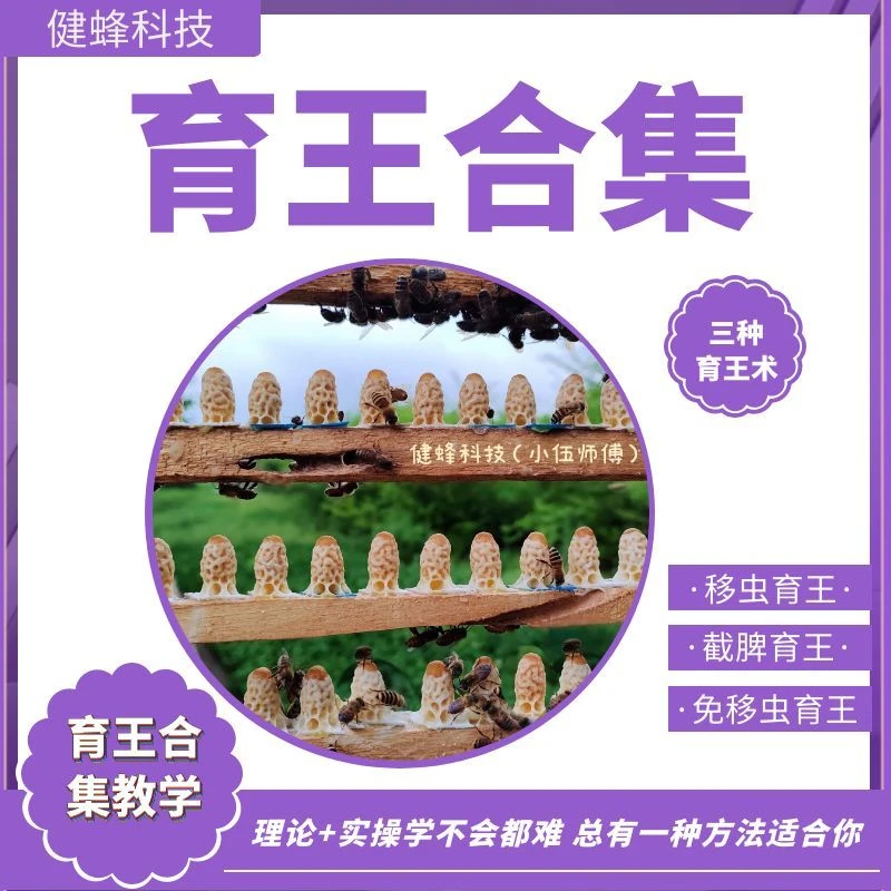 人工育王合集（移虫育王、截脾育王、免移虫育王）