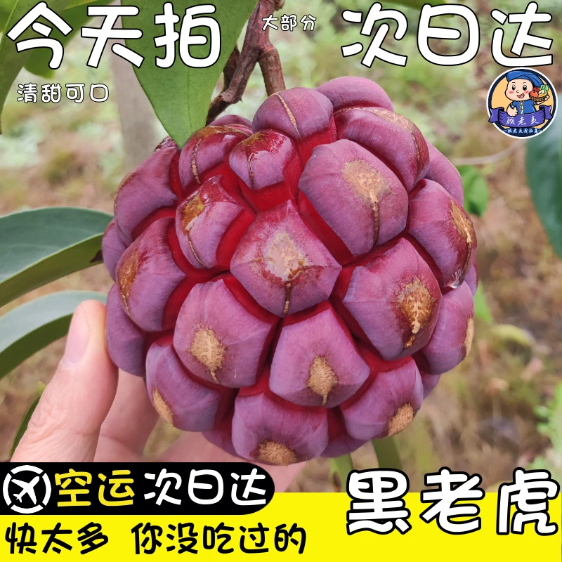 新鲜云南新奇希罕见小红冷门稀有恶魔果实黑老虎水果布福娜果水果