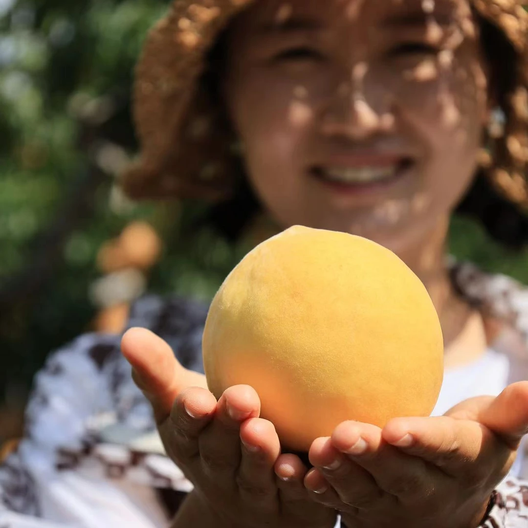 【黄桃】金皇后山东晚熟黄桃 最后一款黄桃 脆甜口感4.5斤