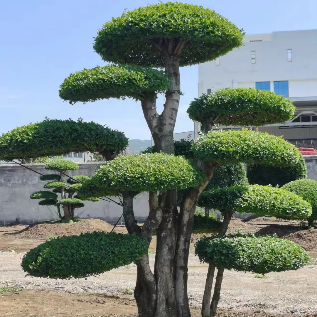 绿植盆景对节白蜡别墅庭院园林精品绿化景观用苗实物养护造型盆景