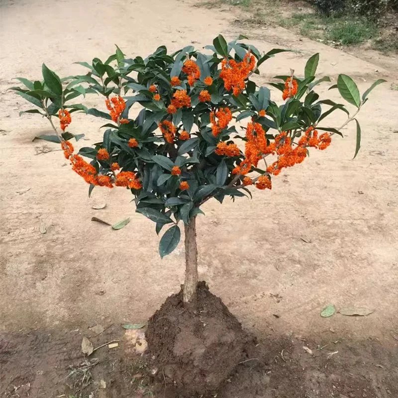 桂花盆景金桂盆栽丹桂绿植四季桂树苗日香桂嫁接沉香桂花带八月花