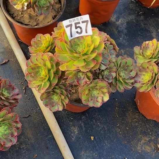 000000000000757火狐