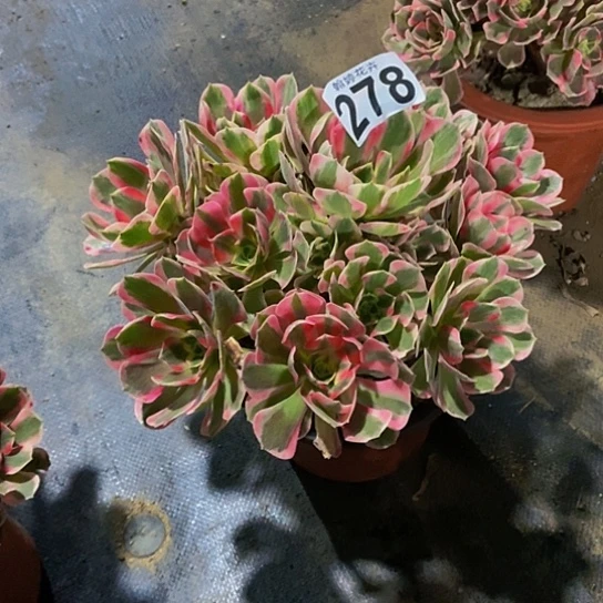 00000000000000000000278女郎