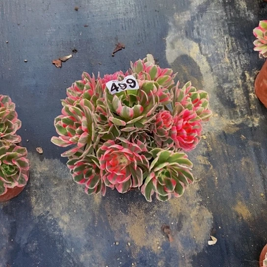 0000000000000000000499女郎