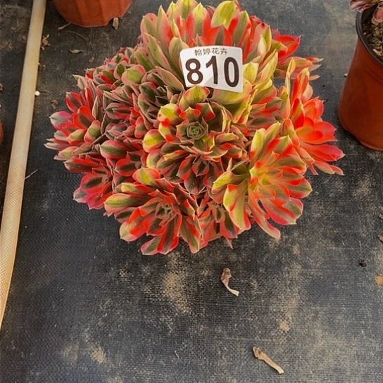 000000000000810女巫