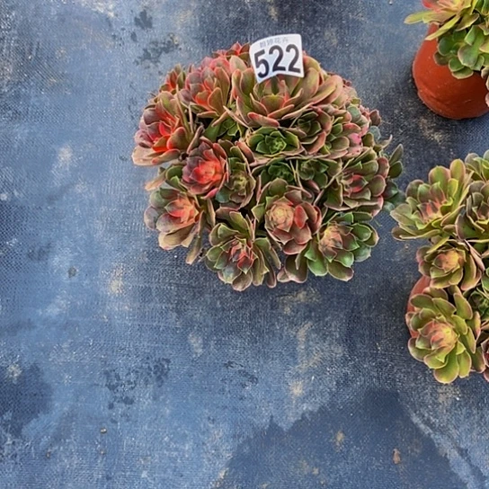 00000000000000000522香妃