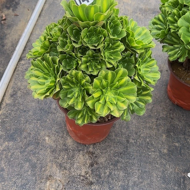 000000000000000042翡翠