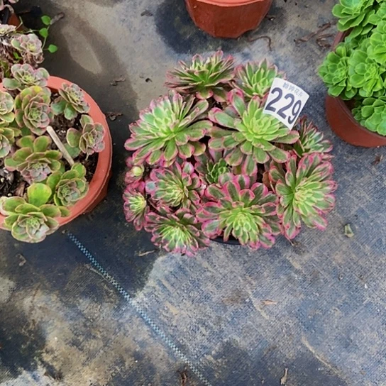 0000000000000000000000229白月光