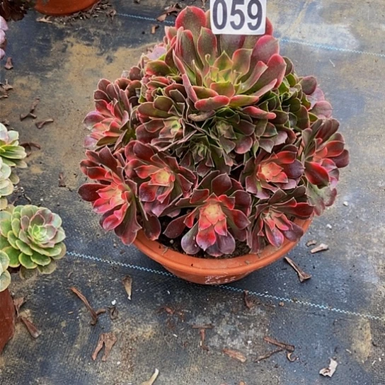 000000000000000000059香妃