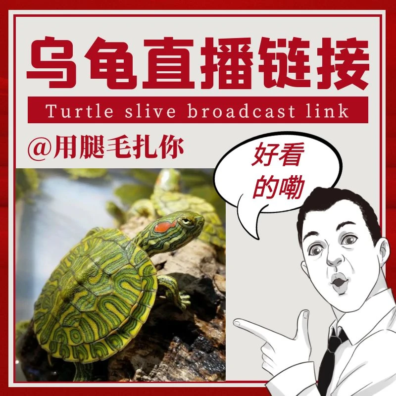 茗龟阁直播 外塘乌龟人工养殖