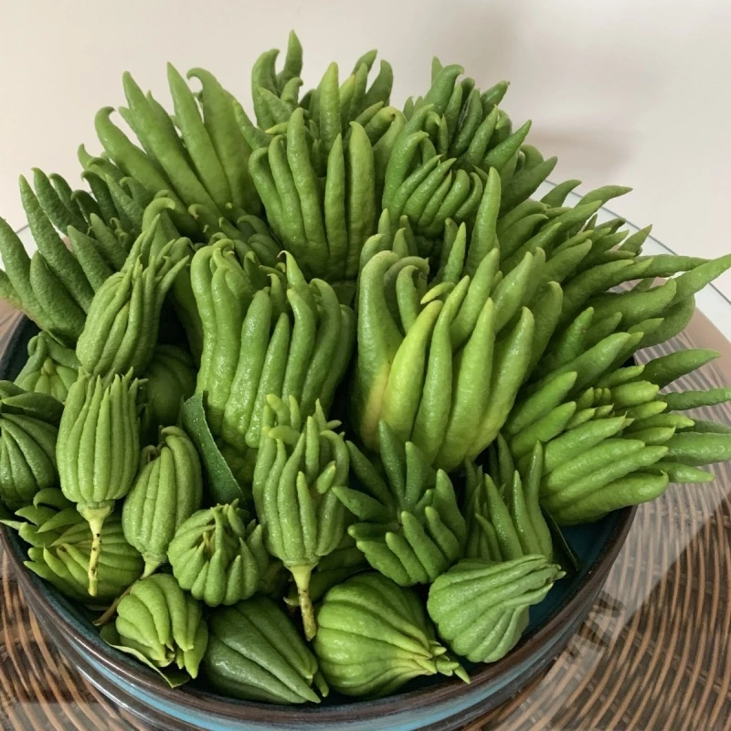 新鲜采摘川佛手柑观 赏闻香食用把玩 基地直发 现摘现发水培水养