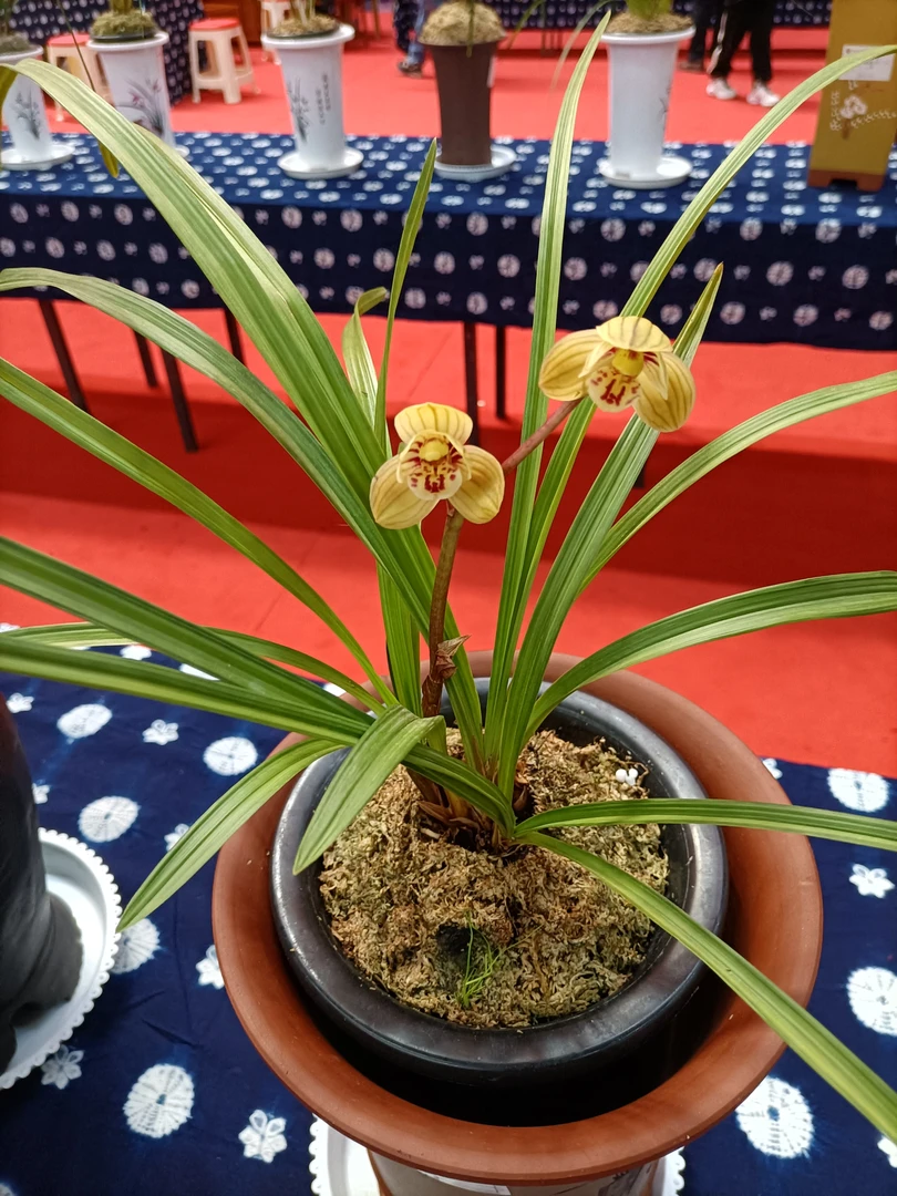 兰花一般好评如潮白色当前无花栽培后可以开花、云南大理莲瓣兰