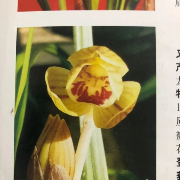 莲瓣客厅新款上市办公桌观花植物净化空气书房阳台兰铭品一物一拍