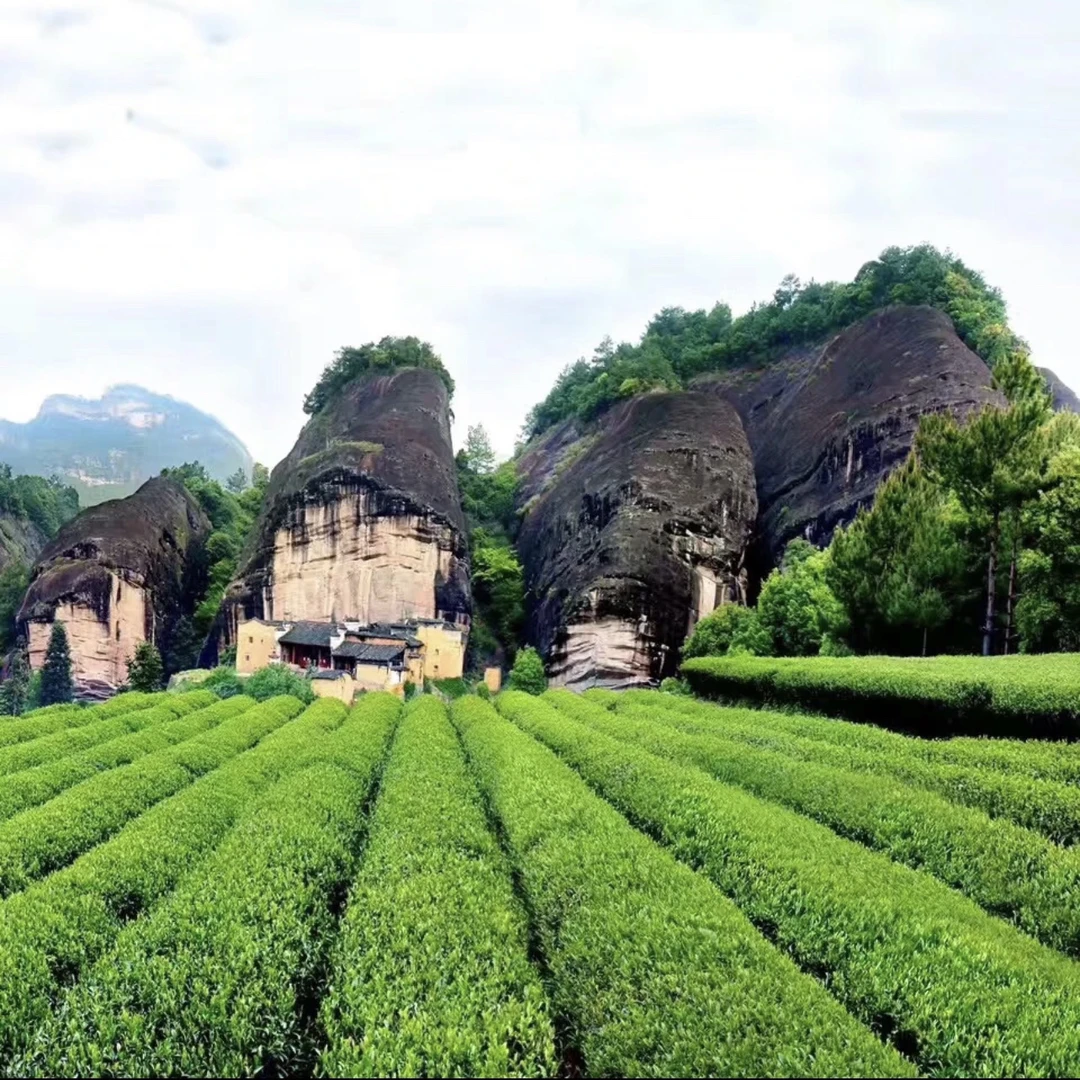 岩茶汇福利 寻韵东方