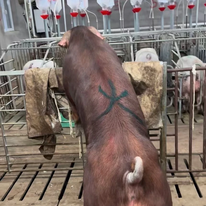 华多老美杜洛克 冠军级精液 70ml