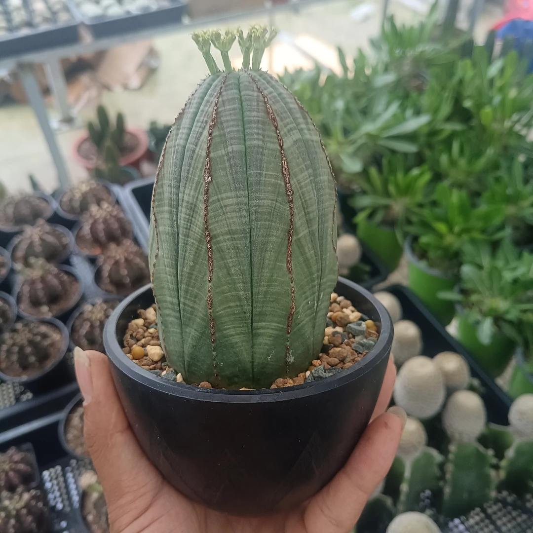 【实生欧系布纹球】仙人球6~8cm