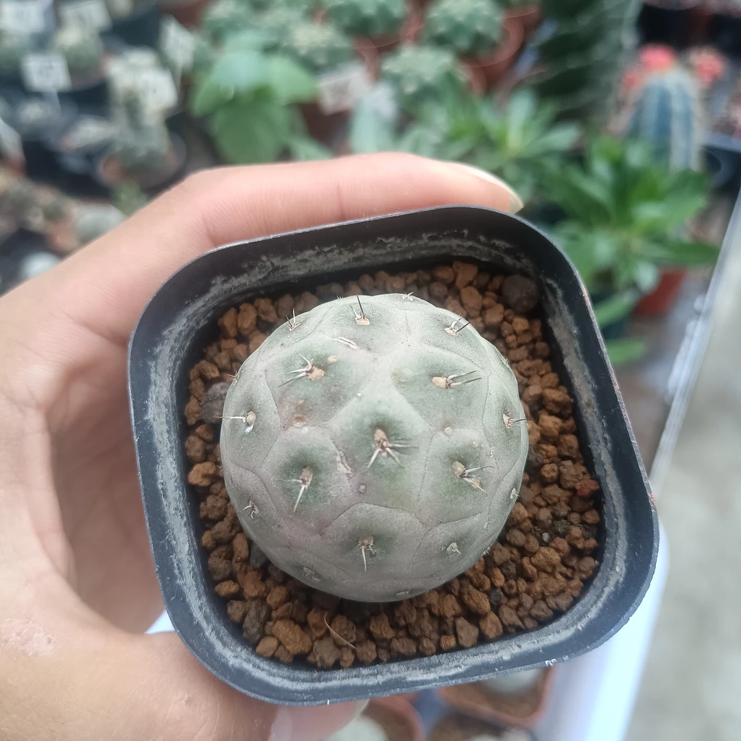 【习志野】仙人球，冠幅4厘米，带盆土发货