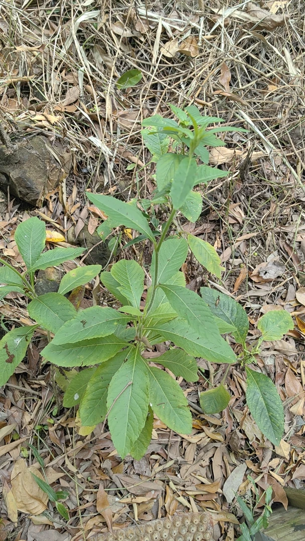 白花地胆头野生新鲜刚挖的熬鸡汤