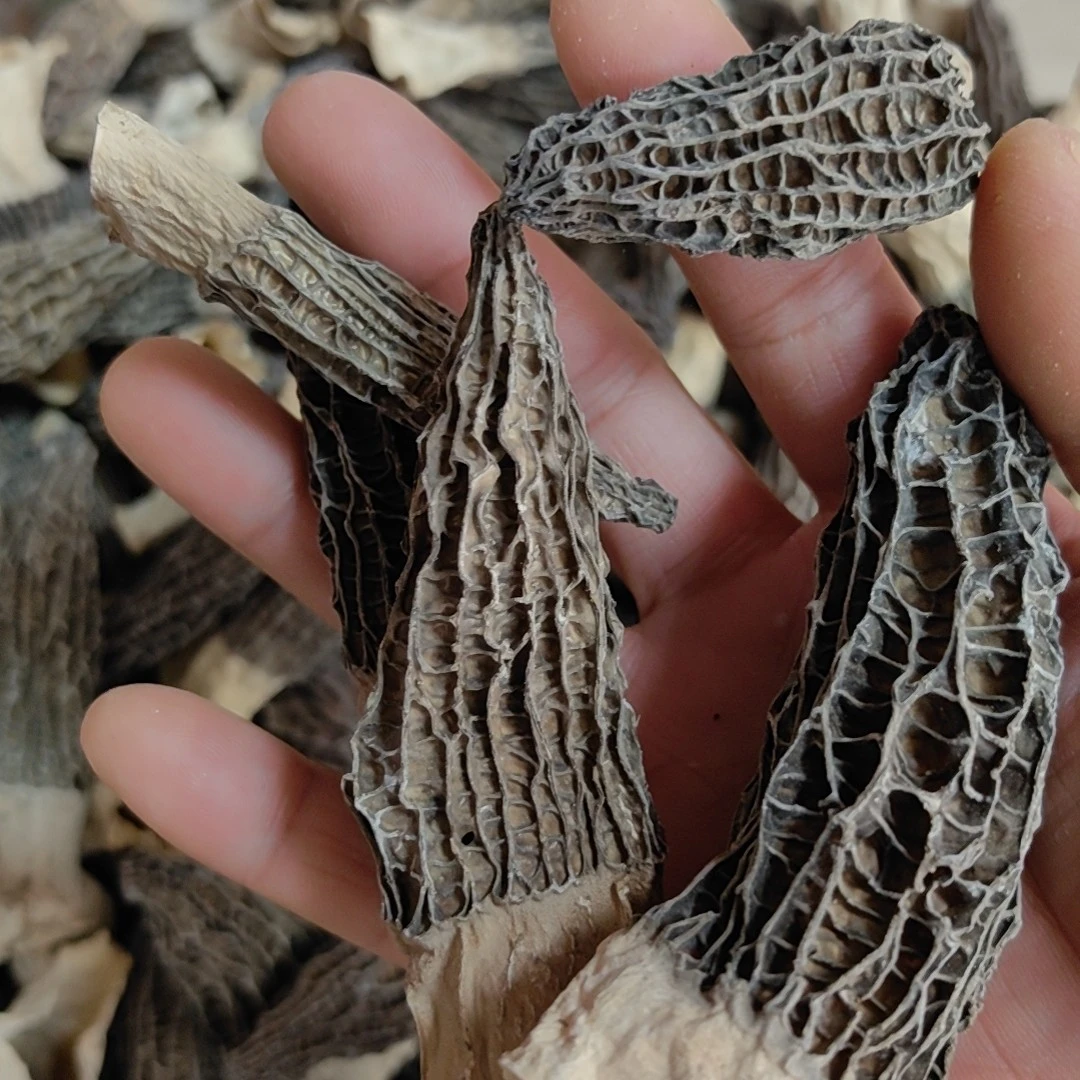 [干羊肚菌]羊肚菌特产干货熬汤小个50g100g250g