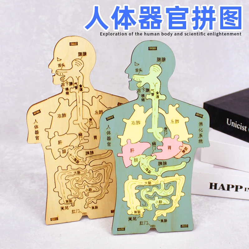 人体消化系统器官内脏拼图模型科技小制作手工幼儿园小学科学实验