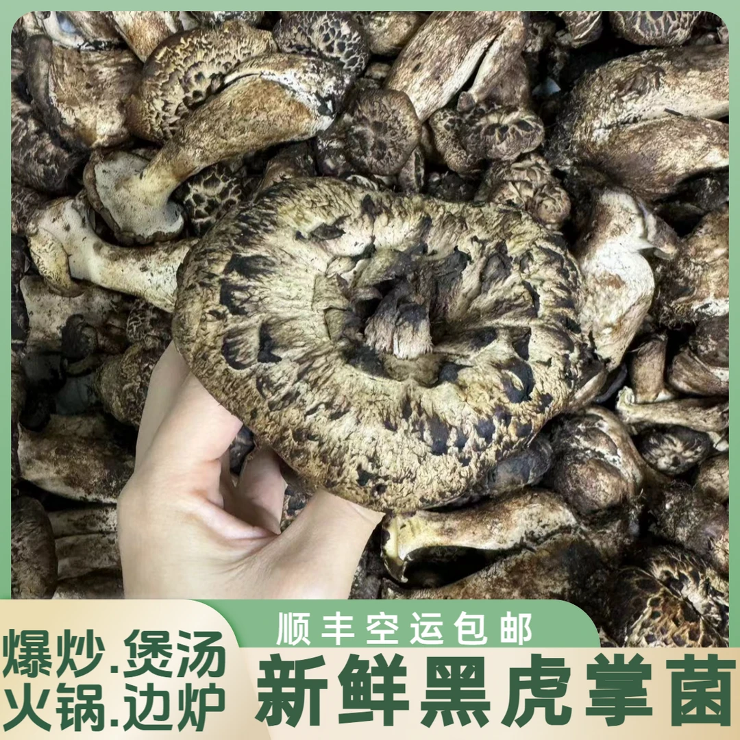 新鲜黑虎掌菌稻城虎掌菌獐子菌回锅肉煲汤食材菌香浓郁