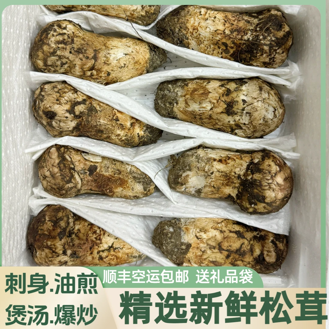 精选新鲜送礼佳品松茸新鲜松茸菌冷链空运精选松茸送礼品袋无虫眼