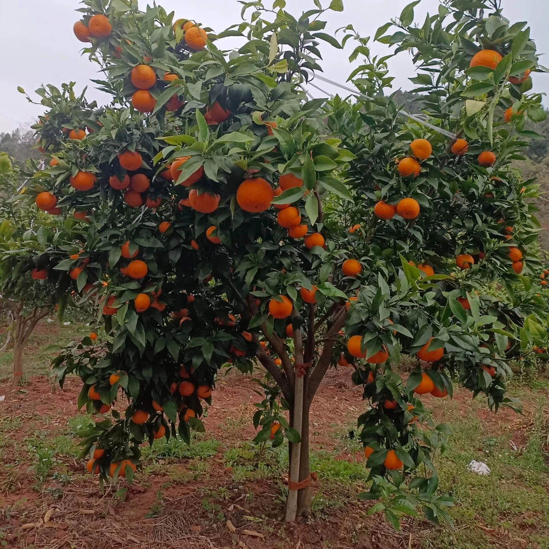 柑橘树【裸根打泥浆】发货高度1米左右