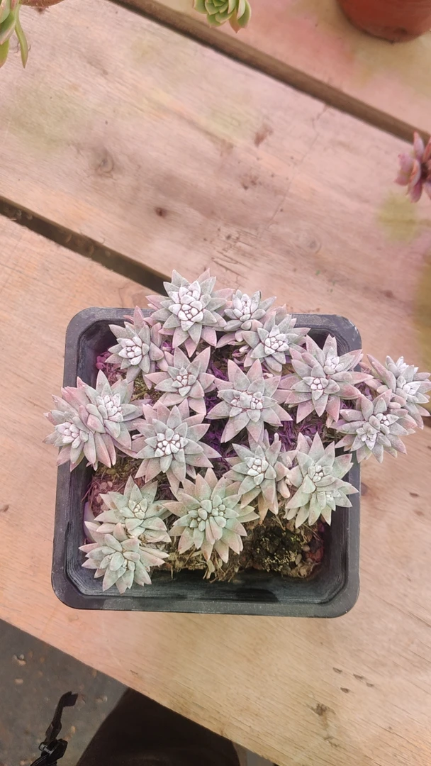 白菊     满9.9元包邮