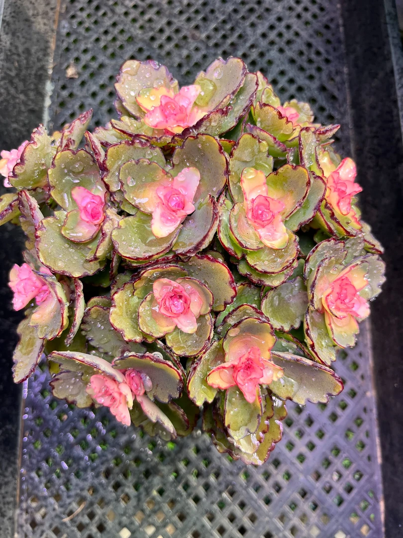 锦绣牡丹   满5单送一单    满9.9元包邮（带盆带土发货）