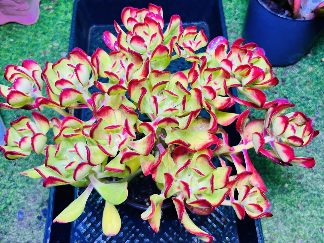 达摩宝珠  满9.9元包邮【脱土发货】