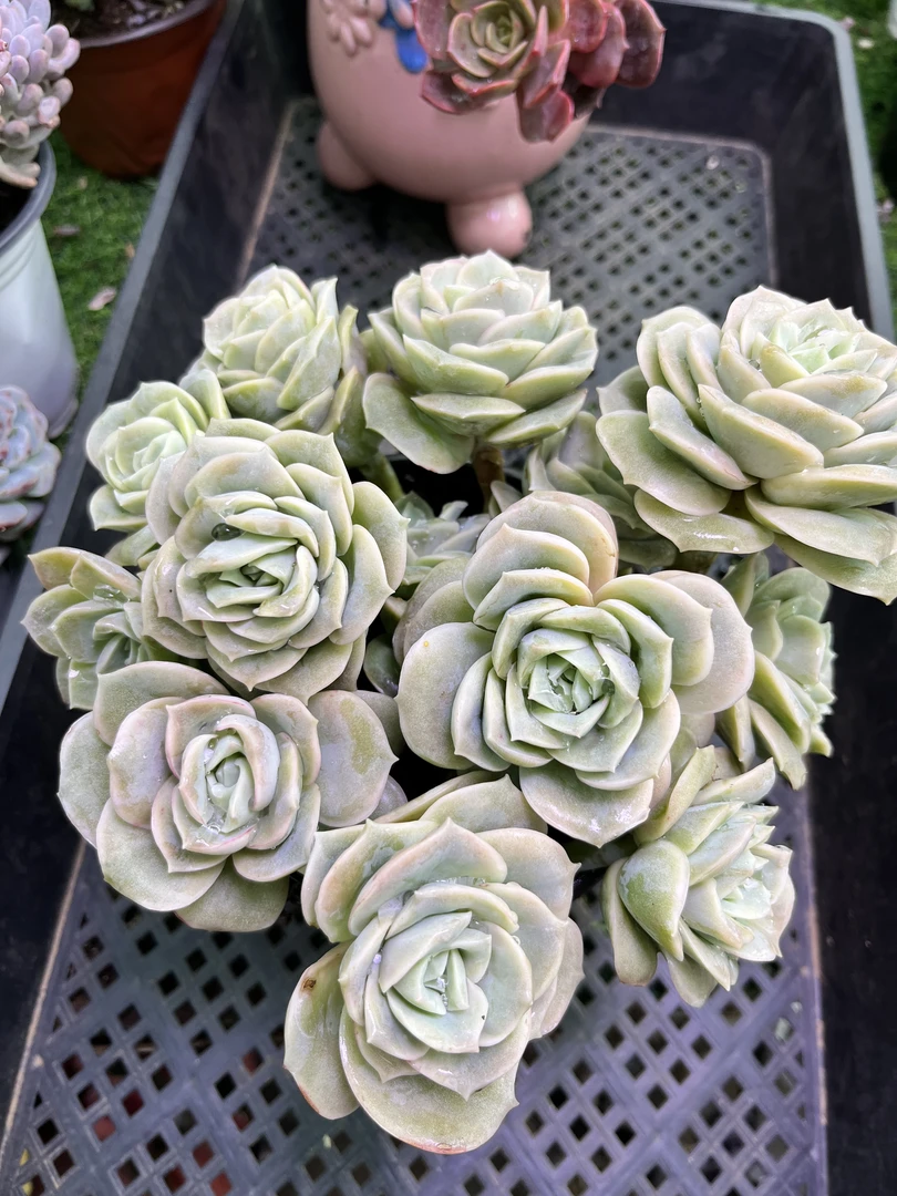 可爱玫瑰   满9.9元包邮（带盆发货）