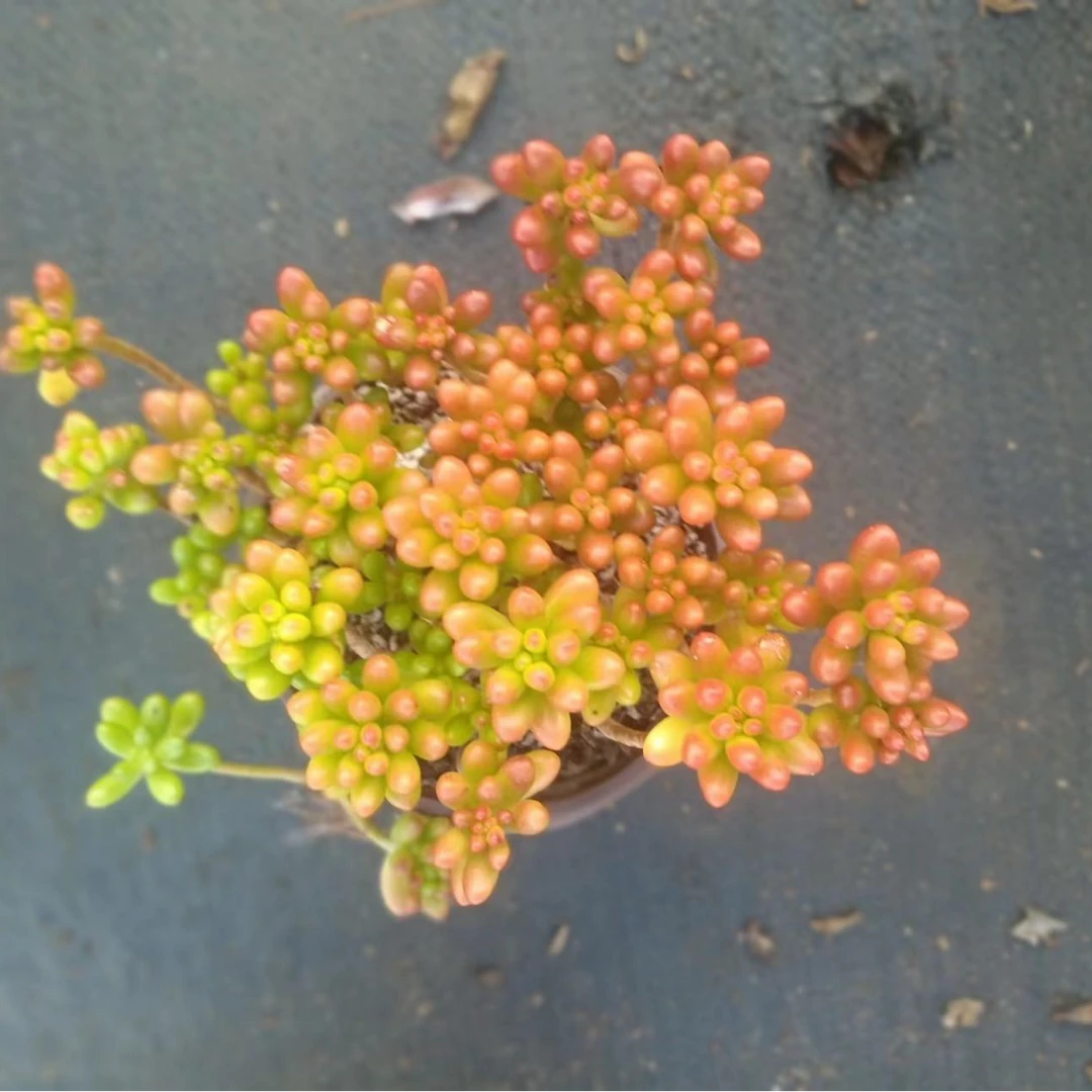 多肉链接满9.9元包邮