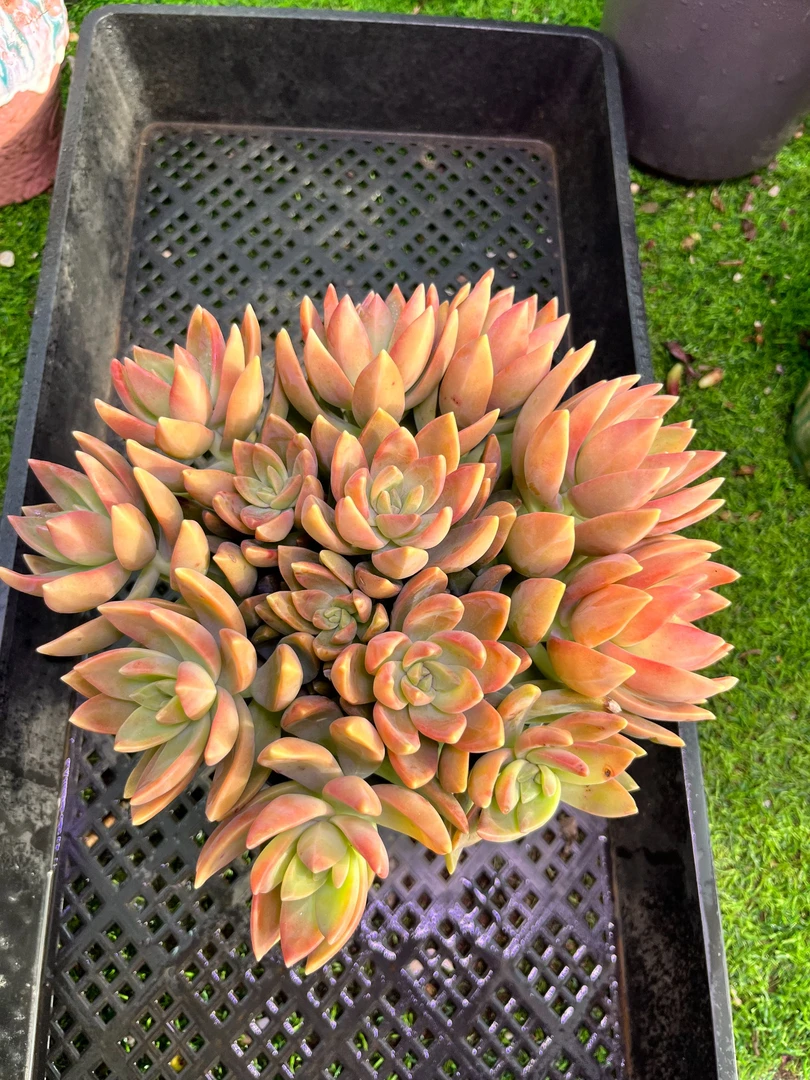 布丁  满9.9元包邮【脱土发货】