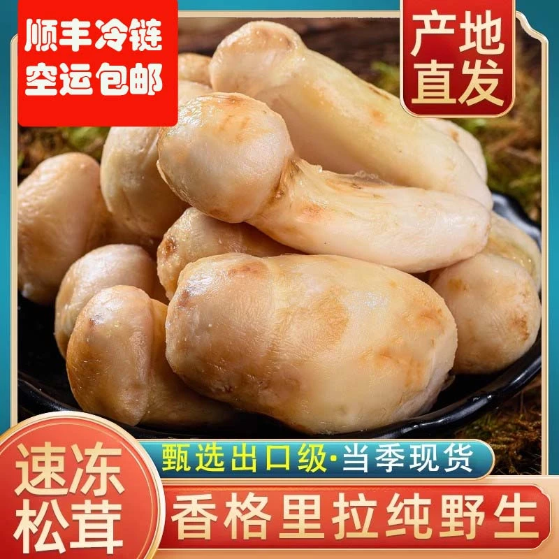 云南冷冻松茸香格里拉纯野生松茸菌新鲜速冻冷冻冰鲜松茸1000g
