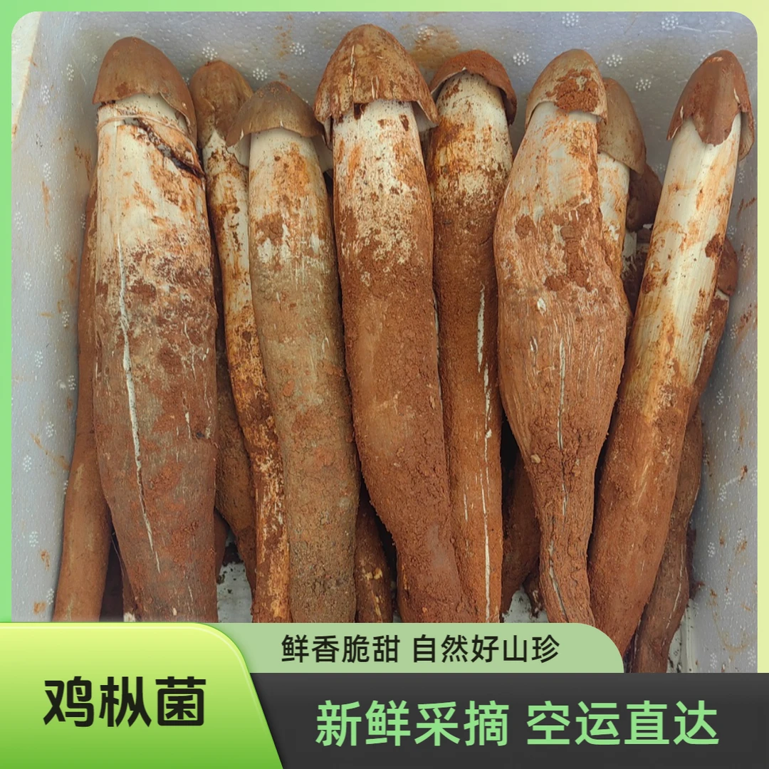 云南新鲜野生鸡枞菌本地红土鸡枞菌菇斗鸡菇伞把菇营养煲汤