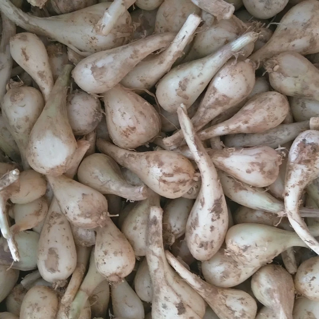 新鲜藠头现挖现发藠头江西农家自种茭头叫头荞头新鲜1/3/5斤装
