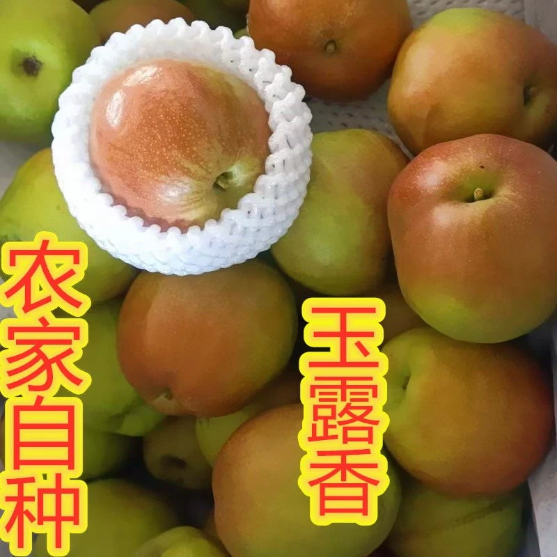 河北玉露香梨新鲜水果脆甜多汁孕妇儿童优选脆梨