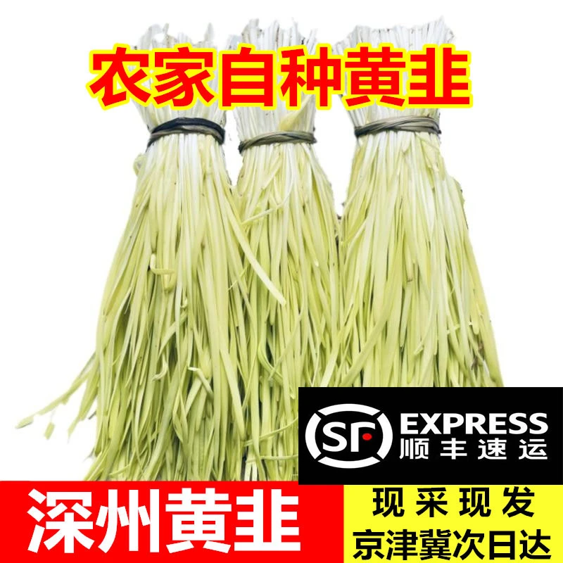 河北深州西安庄头茬黄韭新鲜精品人工择去杂质4斤饺子馅顺丰直达
