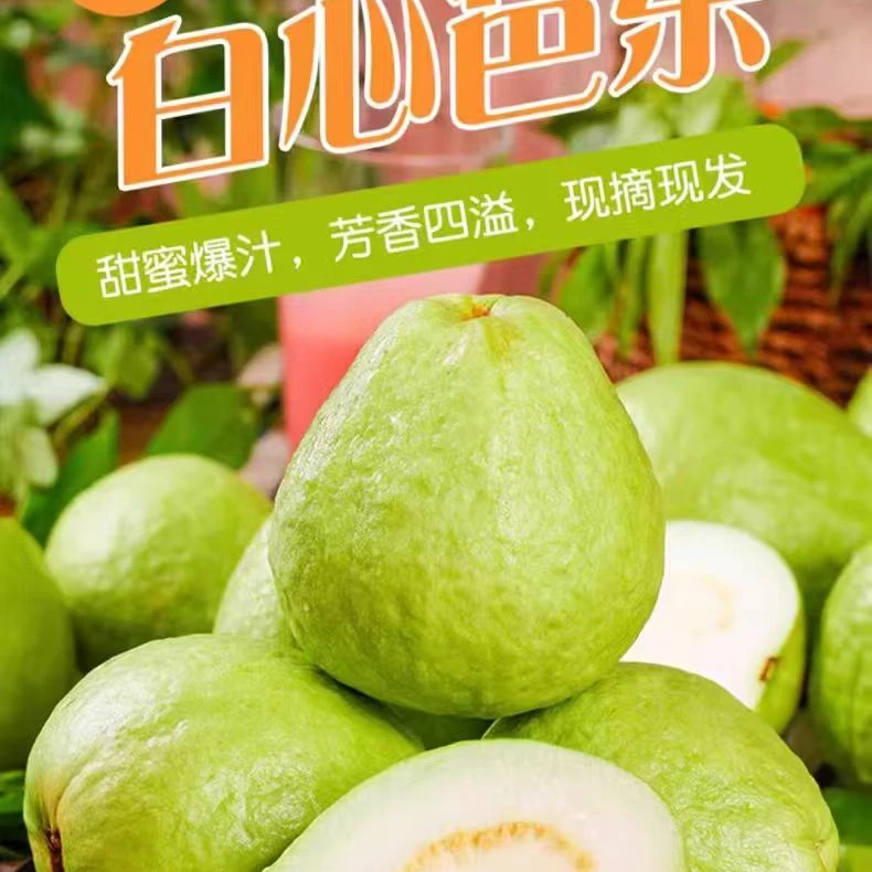 广东新白心珍珠芭乐脆皮软糯芯产地直供番石榴香甜坏果包赔