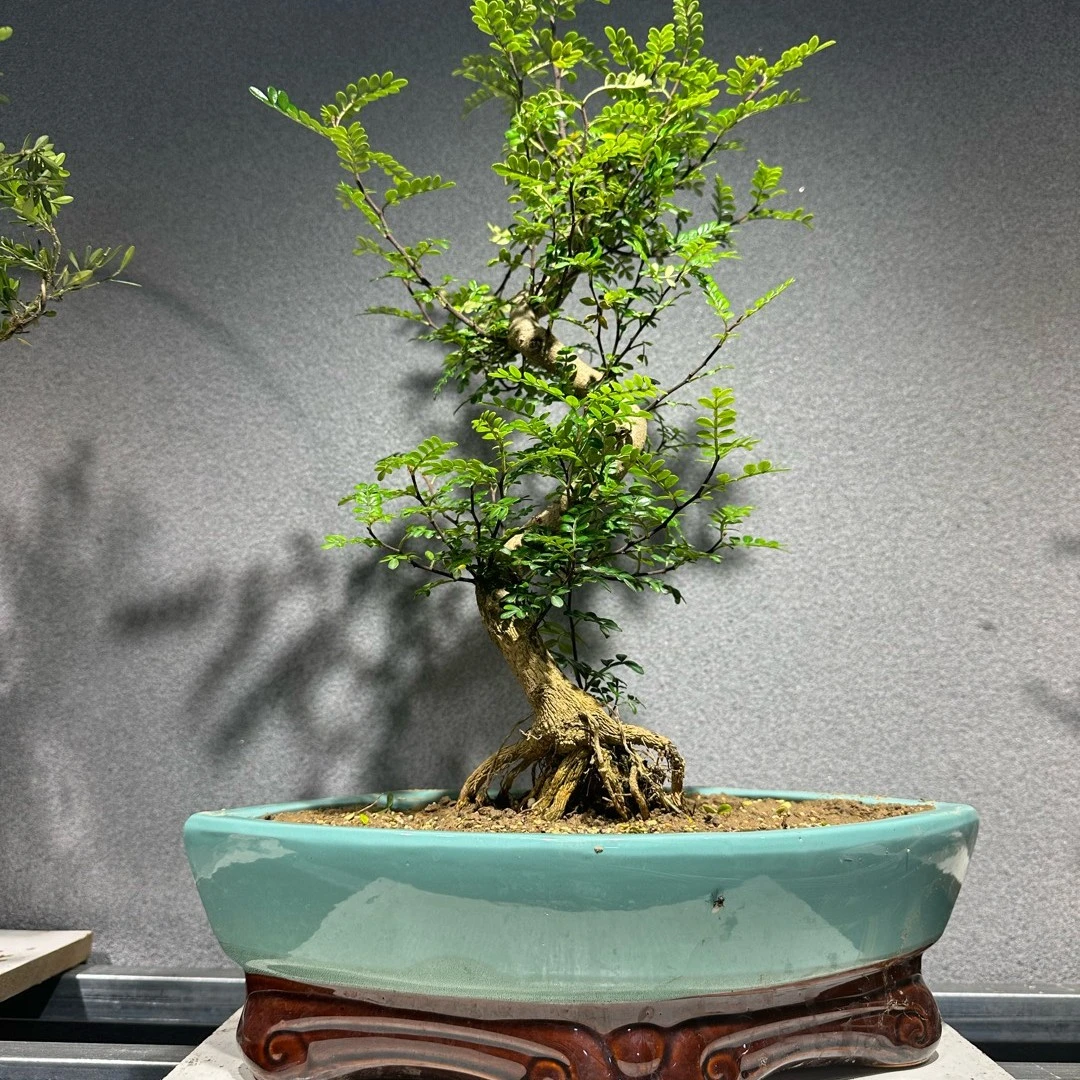 白蜡黄杨 映山红  （图片仅供参考，具体实物请以直播间为准）