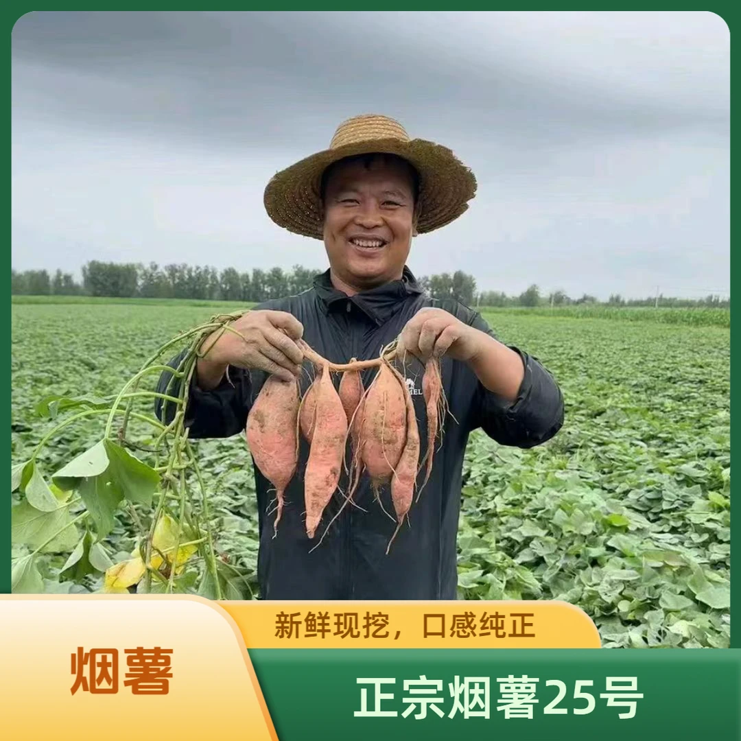 济南起步区祝家村  烟薯25为烤而生  4.5斤